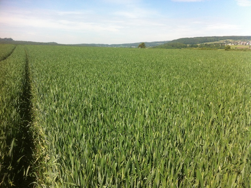 JB Asano A und B behandelt .JPG