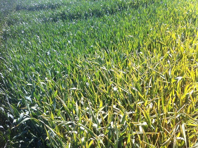 JB Asano Kontrolle zu A + B-Variante (1).JPG