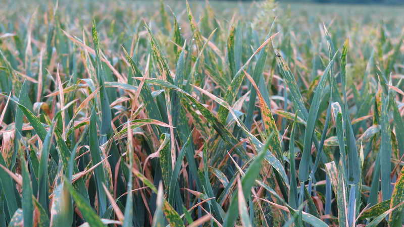 1_Bildgröße ändern.jpg