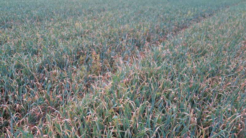 2_Bildgröße ändern.jpg