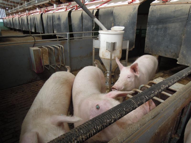 Drei Brüder Eber mit Flirteck.JPG