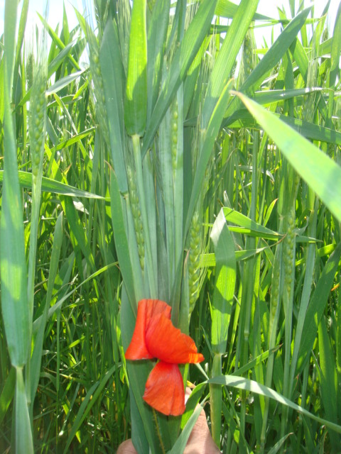 Bioweizen ohne Fungi.JPG
