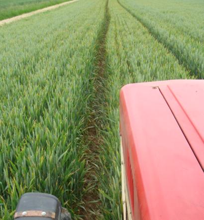 Kerubino Gelbrost weg nach Ampera.JPG