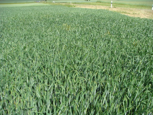 Julius Erstes Gelbrostnest 24.5.JPG