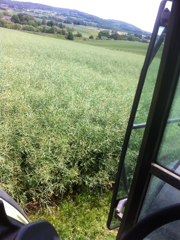 Raps Avatar Landtreff 2.JPG