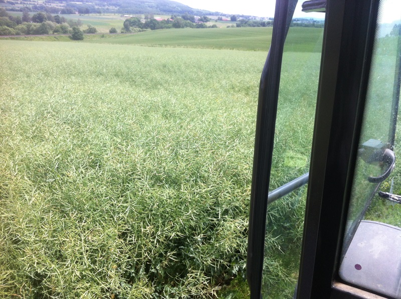 Raps Avatat Landtreff.JPG