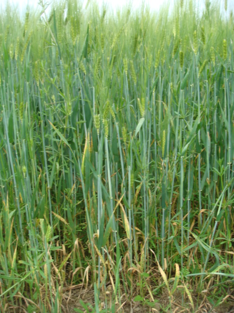 Klette in der WIntergerste.JPG