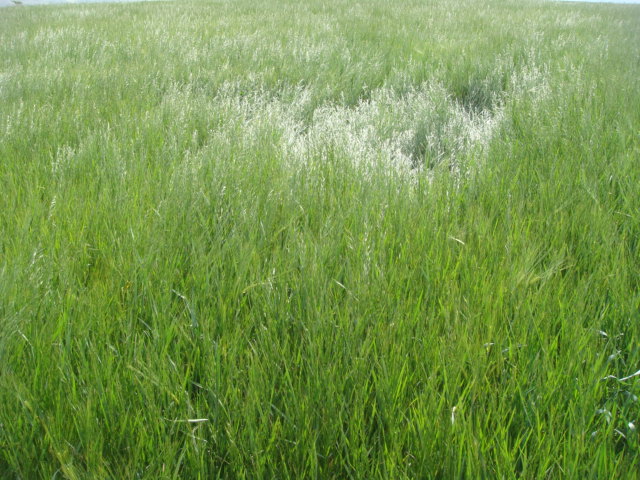 Trespe auf Wintergerste.JPG