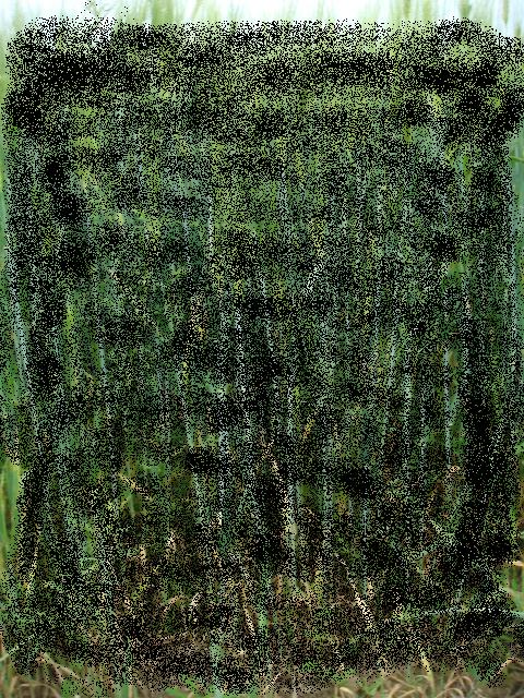 Klette in der WIntergerste.JPG