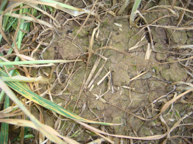 Gelbrostübetragung über Strohreste.JPG