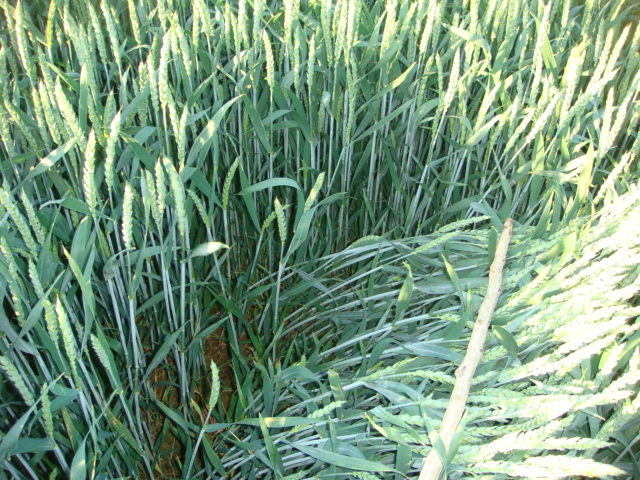 Julius ohne Fungi 5.6.JPG