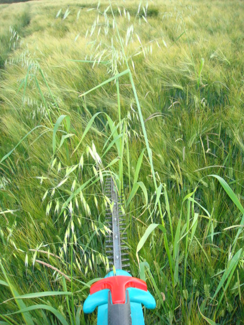 Flughafer vorher.JPG