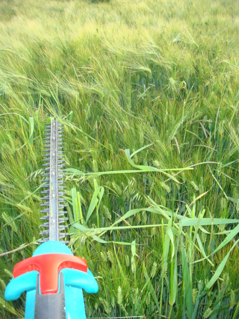 Flughafer nachher.JPG