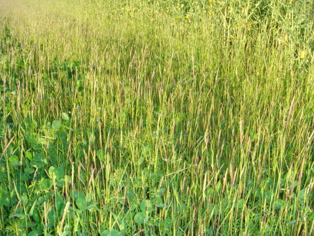 Bio Ackerfuchsschwanz nach dem ersten Schnitt.JPG