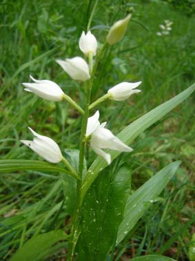 bleiches Waldvöglein.jpg