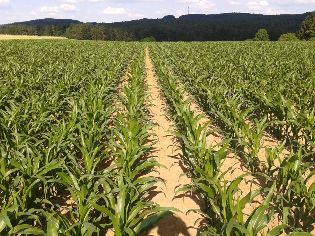 2014-06-18 17.35.27 (640x480).jpg