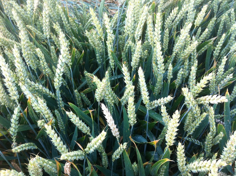 Juni 14' Tobak behandelt .JPG