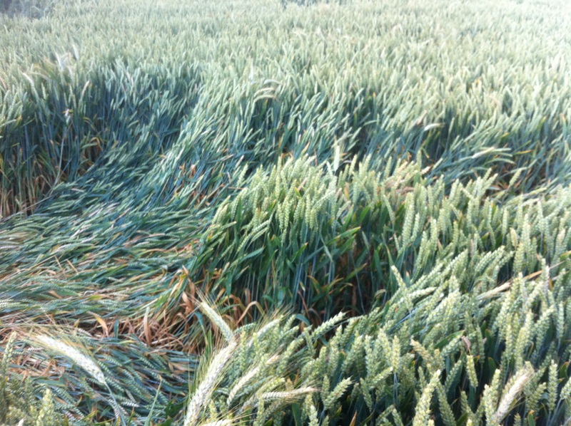 Juni 14' Tobak Lager.JPG