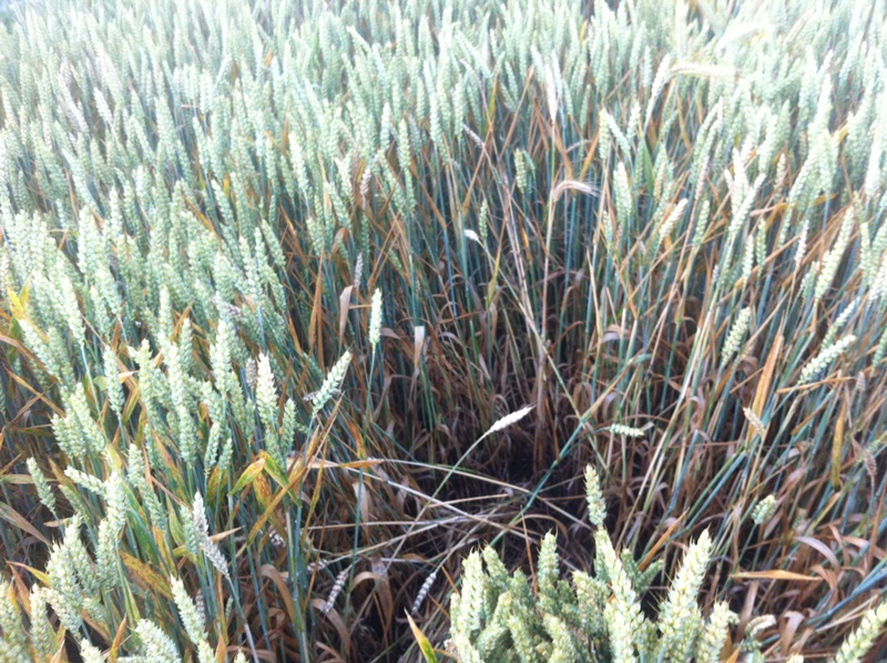 Juni 14' Tobak Spritzfenster .JPG