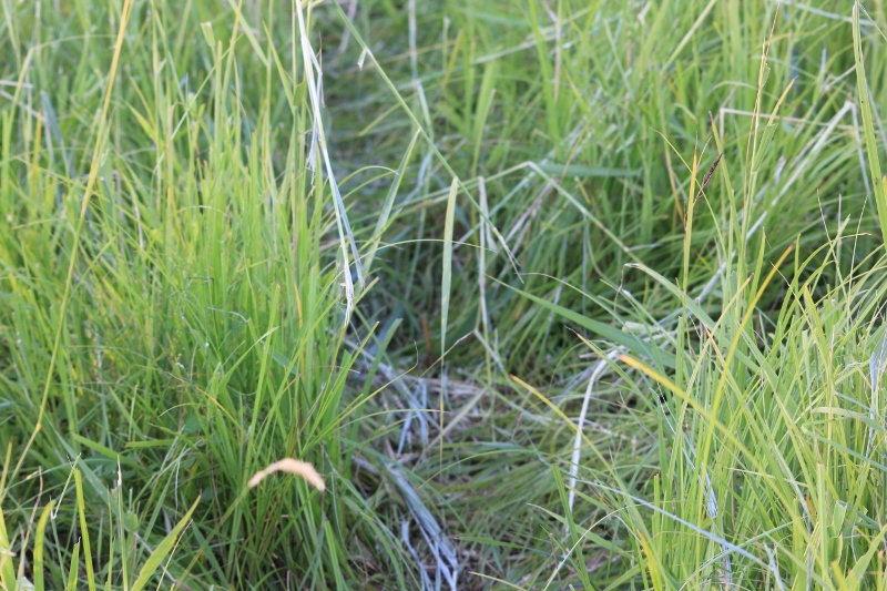 IMG_6156 (800x533).jpg