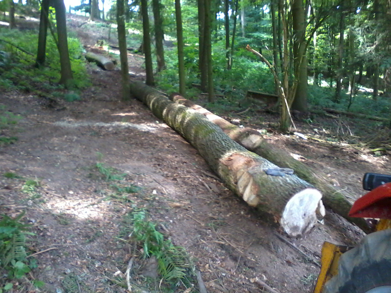 2014-07-05 Eiche ziehen-2.jpg