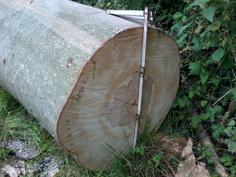 2014-07-05 Buche Durchmesser.jpg