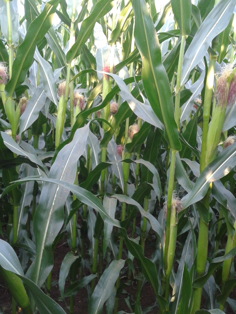 2014-07-31 19.27.56 (480x640).jpg