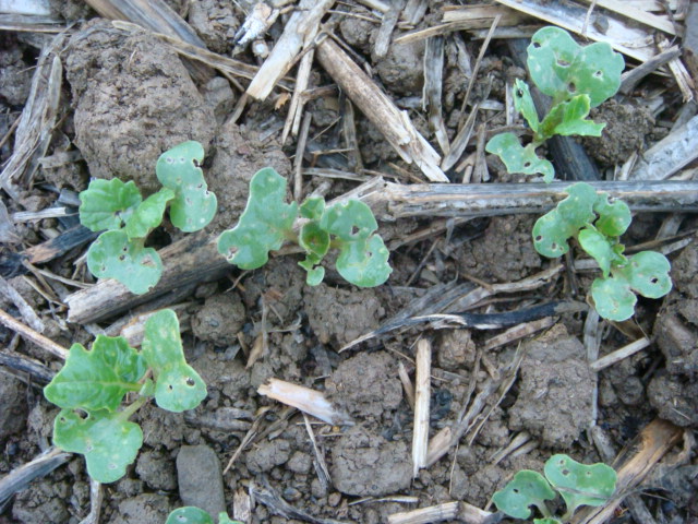 Erdflohbefall auf Raps-Altflächen.JPG