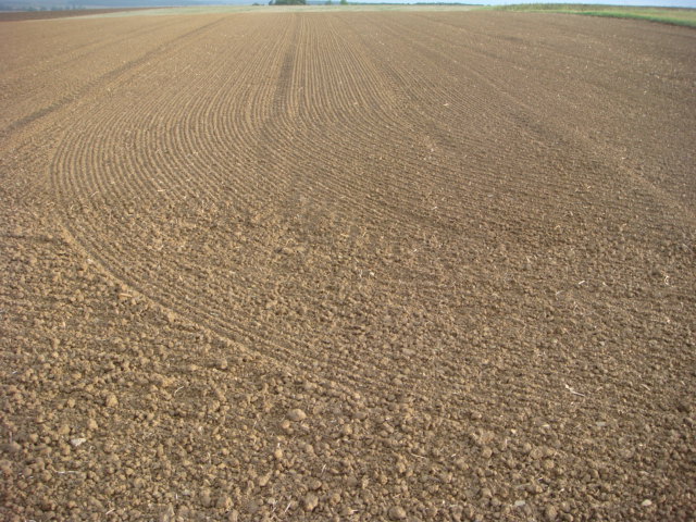 Sauberer Tisch zur Rapssaat.JPG