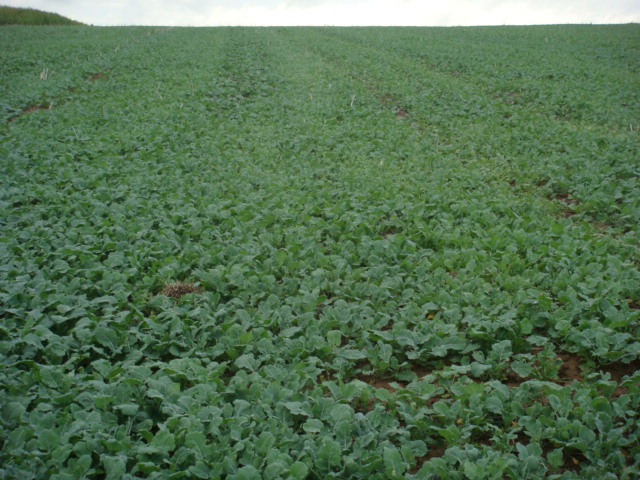 Null-Input-Raps V1.JPG