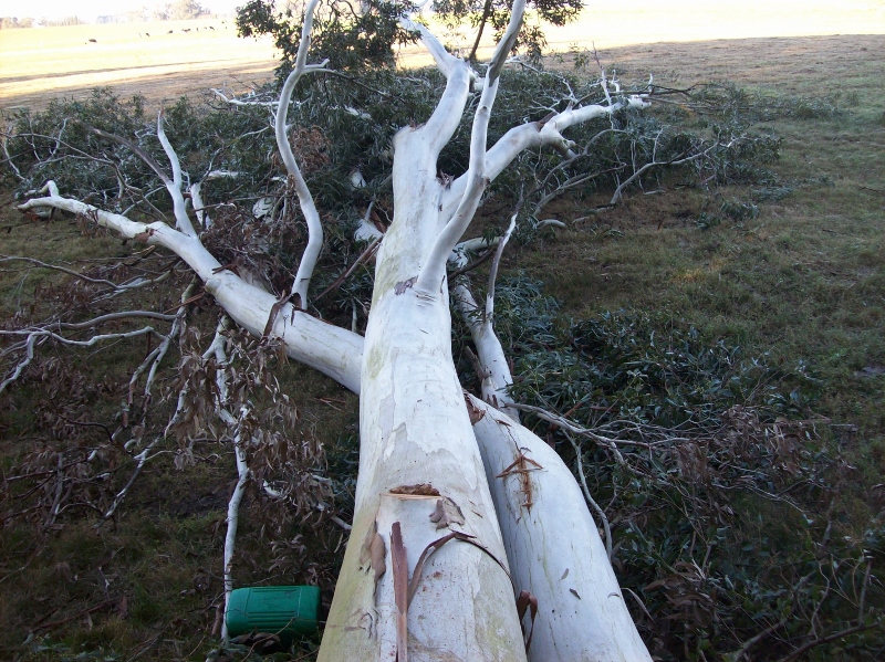 100_0969 (800x599).jpg