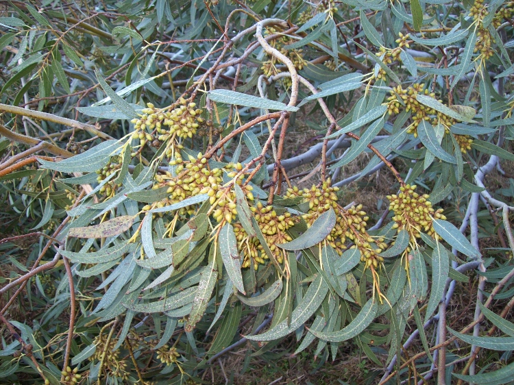 100_0970 (750x562).jpg