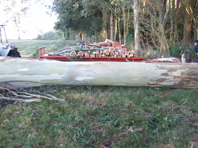 100_0977 (800x599).jpg