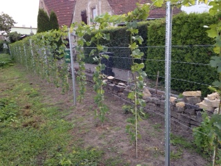 weinreihe2.JPG