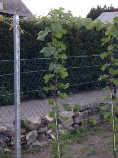 weinreihe1.JPG
