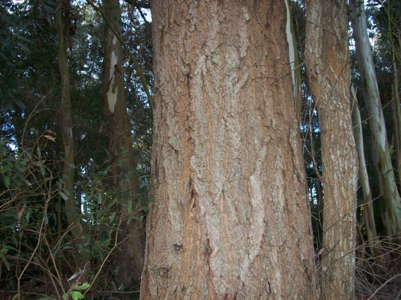 100_0983 (800x599).jpg