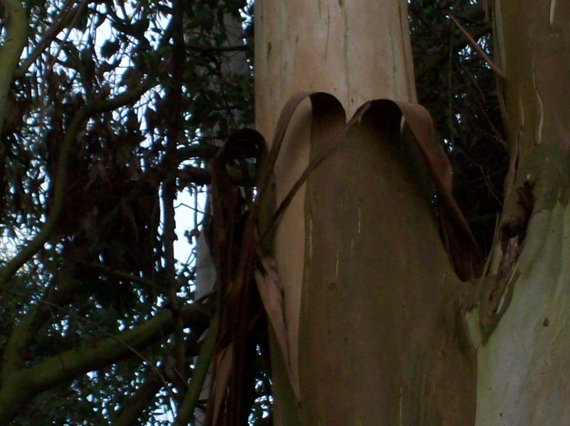 100_0985 (800x599).jpg