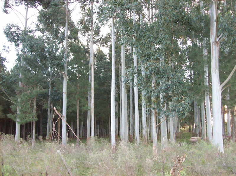 100_0988 (800x599).jpg