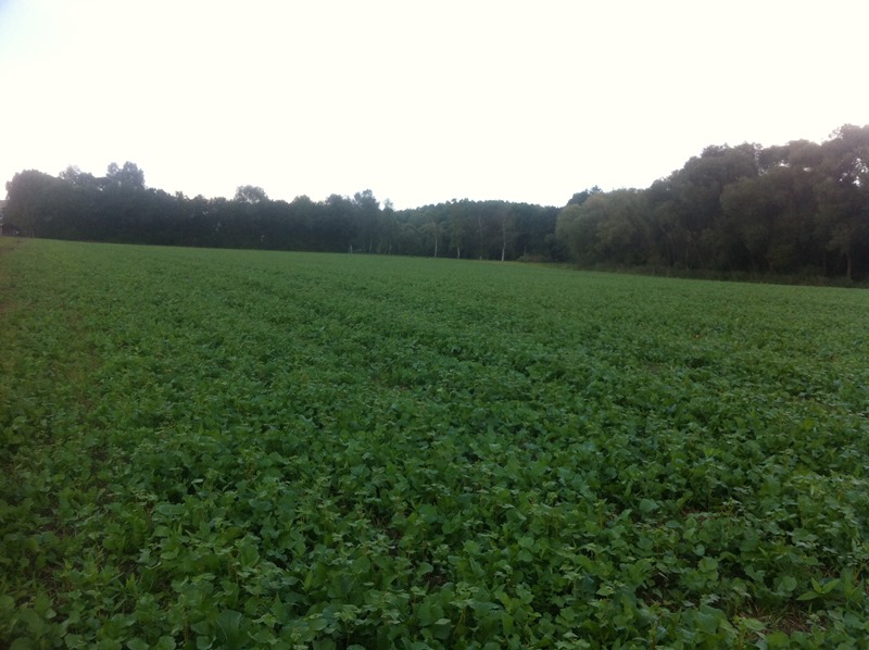 Bilder 008 TG-9 Melioration .JPG