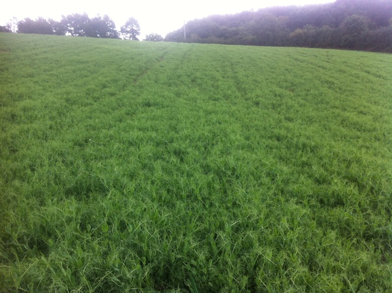 Ausfallerbsen 1.9. .JPG