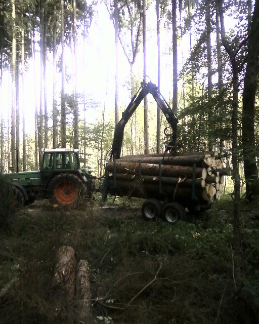 Käferholz Rücken.jpg