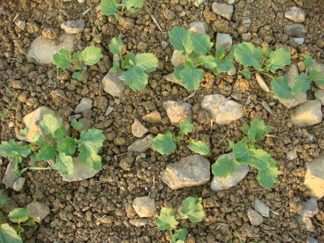 Winis Glückssteinraps.JPG