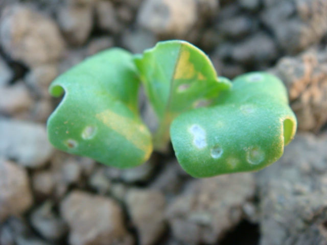 Detail Raps mit Erdflohbefall.jpg