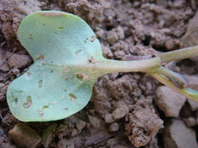 Keimblattunterseite Raps Erdflohbefall.JPG