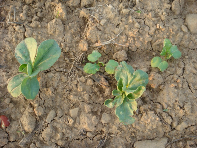 Ackerbohnen und Raps.JPG