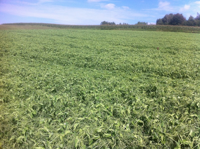 Zwischenfrucht Erbsenbestand 9.9. .JPG