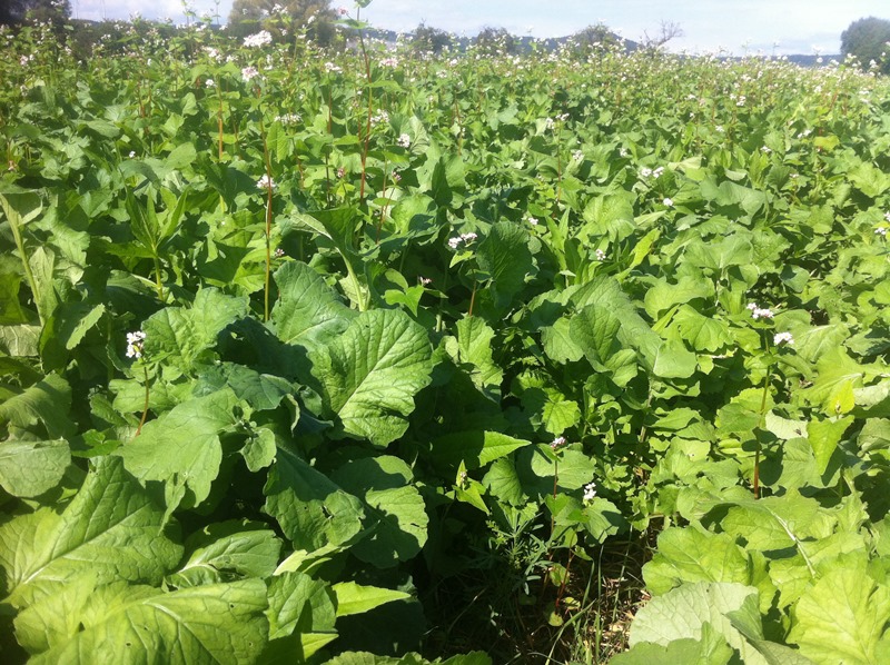 Zwischenfruchtmischung tg-9.JPG