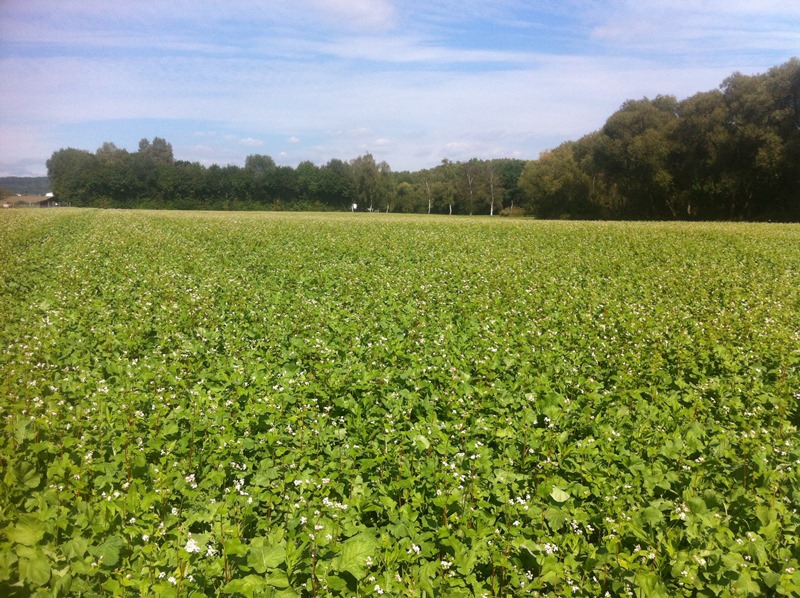 Tg-9 Zwischenfrucht .JPG