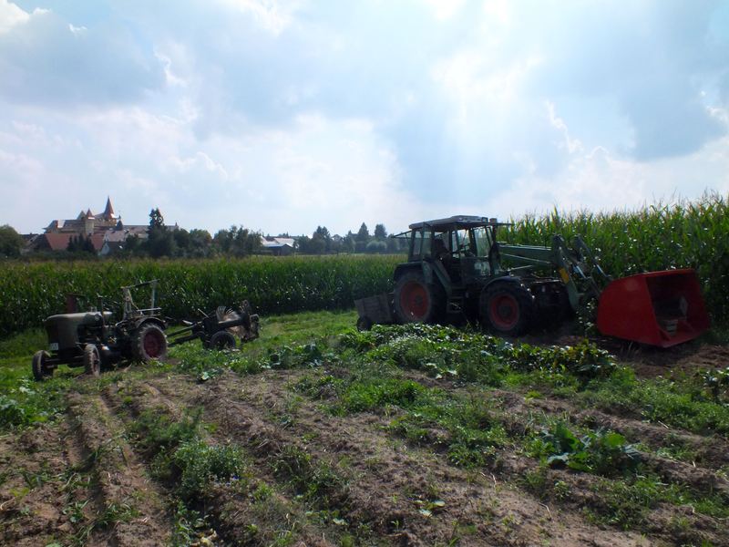 380er kartoffeln.jpg