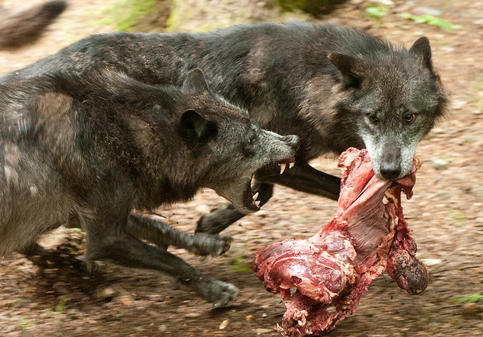 Anwohner-nach-Wolf-Attacke-verunsichert_pdaArticleWide.jpg